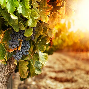 German Wine grapes in the vineyard